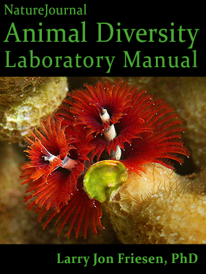  Animal Diversity Lab Manual 